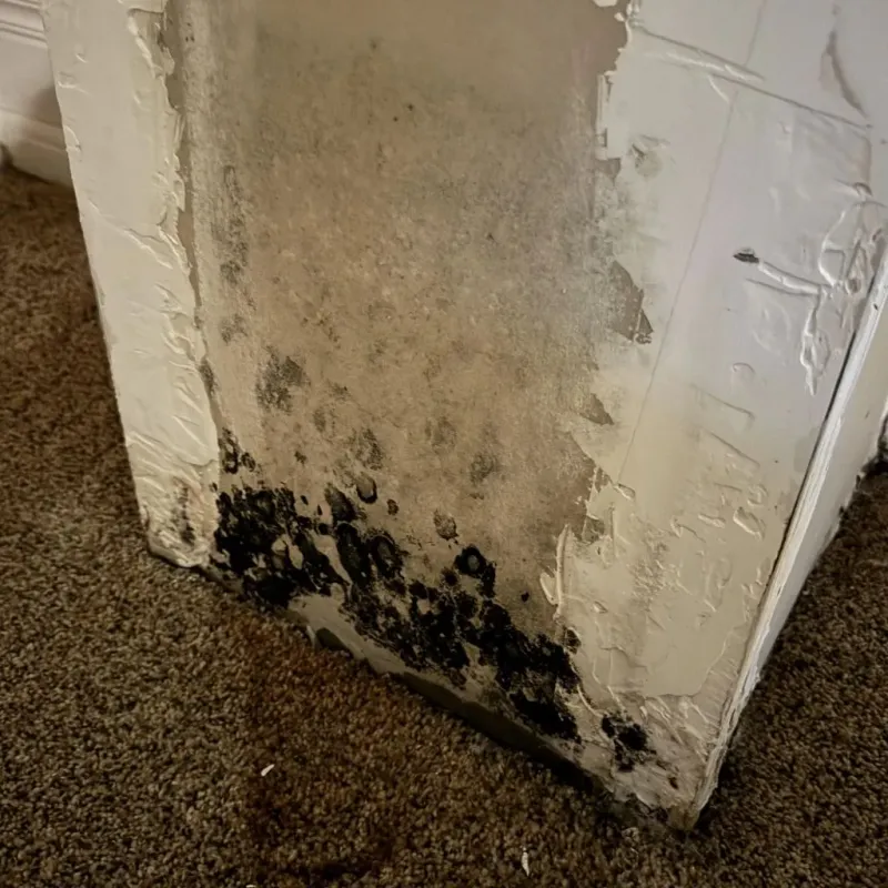 Professional Mold Removal in Ector County, TX